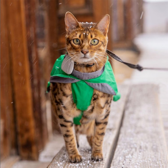 bengal cat waterproof raincoat green langerland 