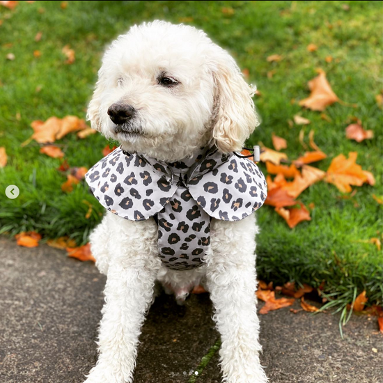 cavapoo raincoat leopard langerland reviews