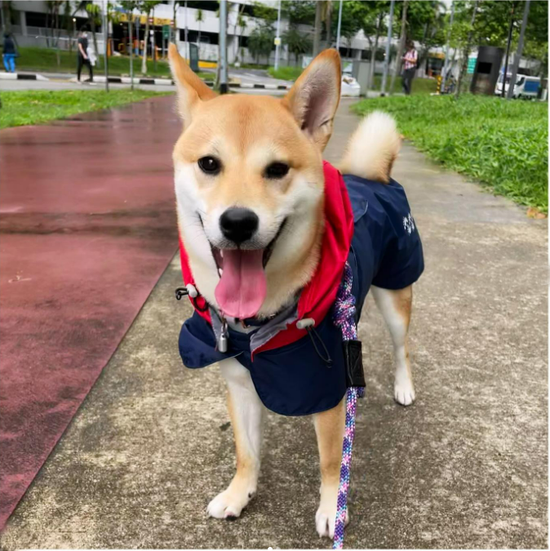 shiba waterproof raincoat navy langerland reviews