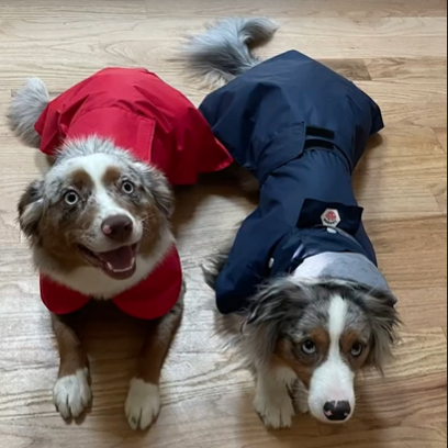 dog navy red waterproof raincoat langerland reviews