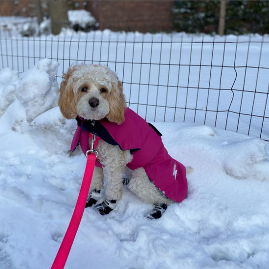 dog winter fleece coat pink langerland 