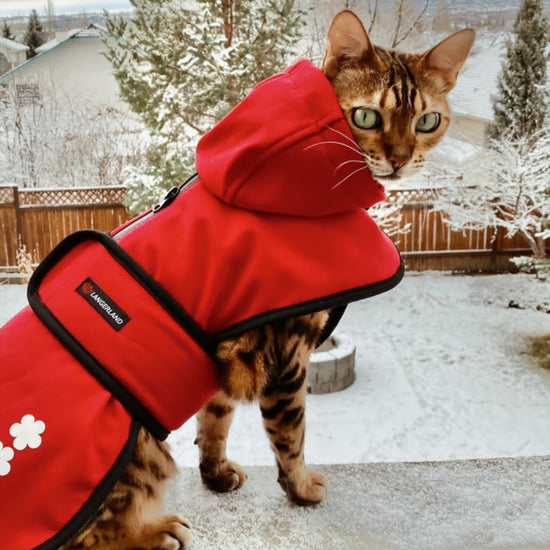 bengal cat winter coat red langerland reviews