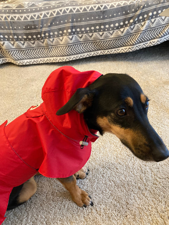 dachshund raincoat red langerland reviews