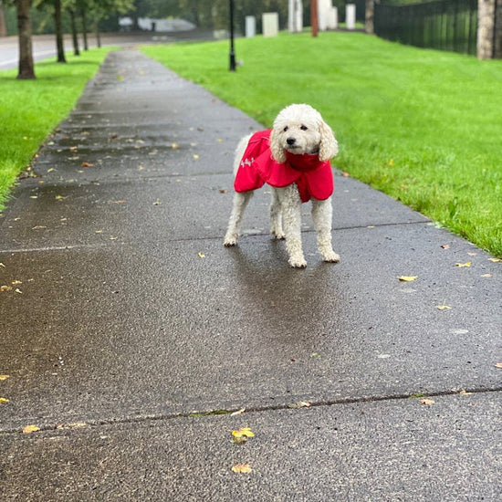 dog winter fleece coat red langerland cavapoo