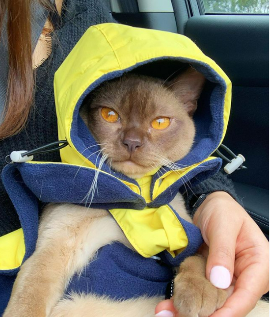 cat winter fleece coat yellow langerland