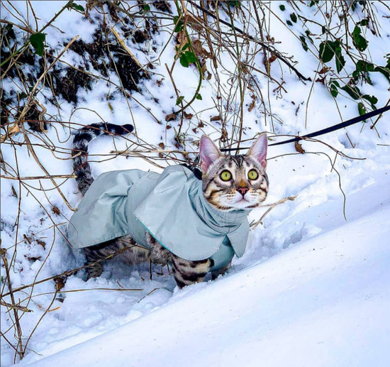 bengal cat winter fleece coat langerland