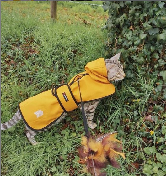 bengal cat raincoat yellow langerland reviews