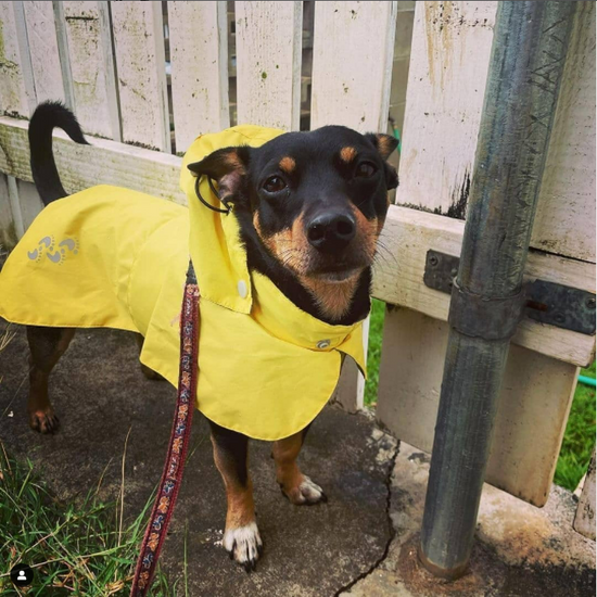 dog waterproof raincoat yellow langerland