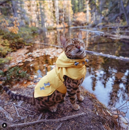 cat yellow waterproof raincoat langerland