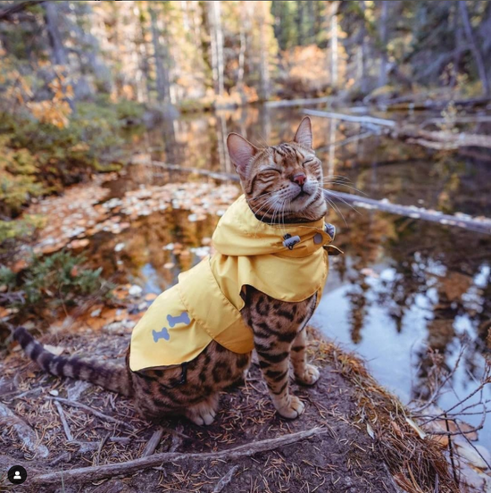 cat yellow waterproof raincoat langerland 