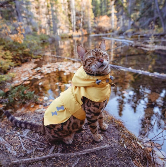 cat raincoat yellow langerland reviews