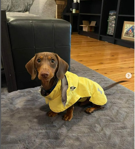 dachshund raincoat yellow langerland reviews