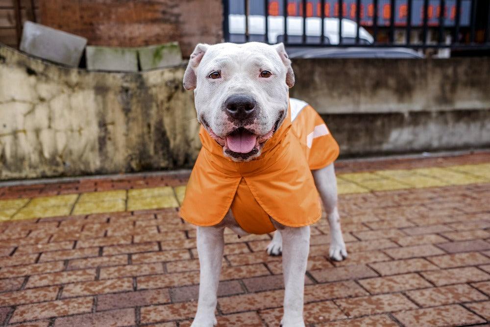 large dog raincoat waterproof orange